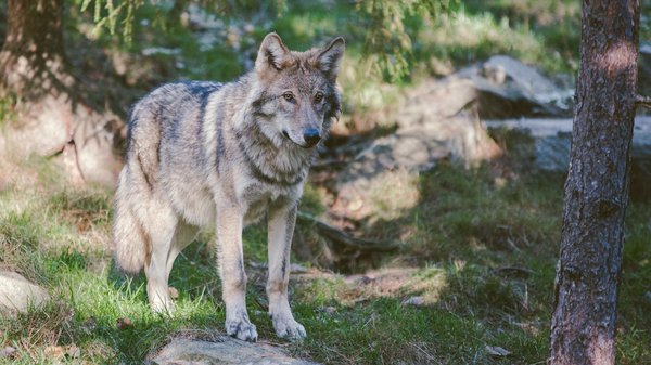 Quelles croisières offrent des expéditions pour photographier les loups en Europe de l'Est ?
