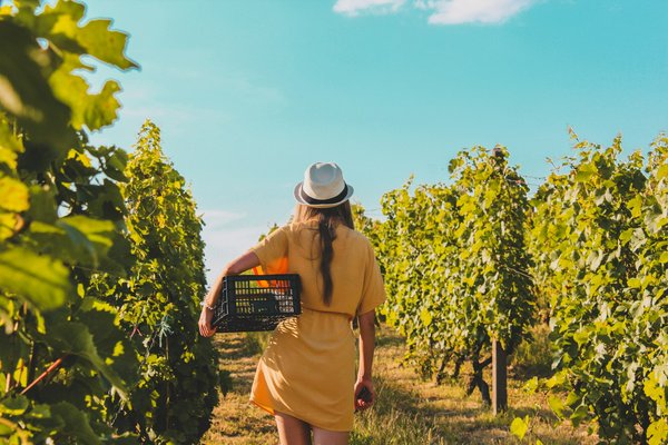 Comment organiser une visite des vignobles de la vallée de Barossa en Australie-Méridionale?
